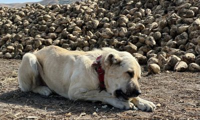 Bu köpek günde 4 kilogram pancar yiyor