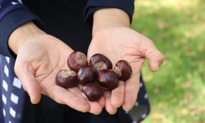 Parklarda bolca bulunmaya başlanan at kestanelerine dikkat