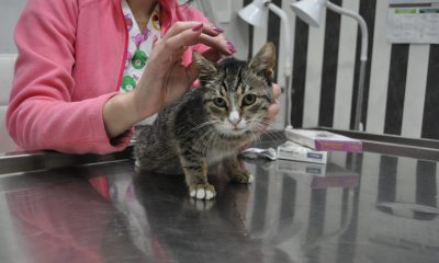 Uyuz salgını sebebiyle iç-dış parazit uygulamaları artık daha önemli