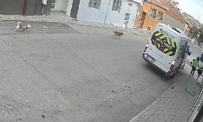 Servis minibüsü yolda duran köpeği ezip kaçtı (Video Haber)