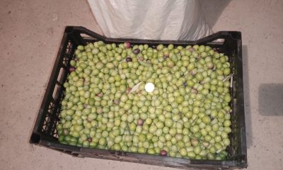 Eskişehir’de zeytin rekoltesi düştü