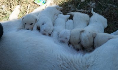 Annesiz kalan yavruları başka bir Akbaş cinsi köpek sahiplendi