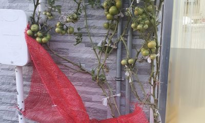 Kaldırım köşesinde tek tohumdan onlarca domates