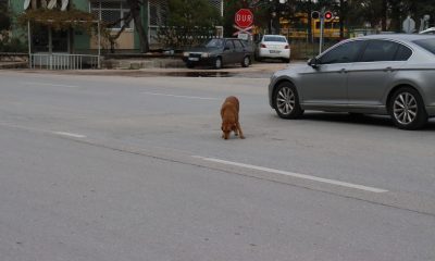 Yol ortasında bekleyen köpek sürücülere zor anlar yaşattı