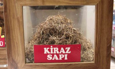 Aktar herkesin çöpe attığı kiraz sapının faydalarını anlattı