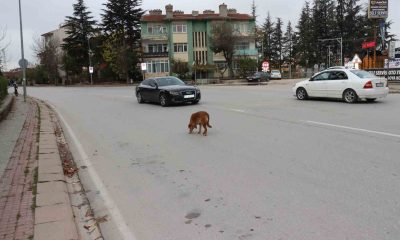 Yol ortasında bekleyen köpek sürücülere zor anlar yaşattı