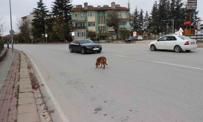 Yol ortasında bekleyen köpek sürücülere zor anlar yaşattı