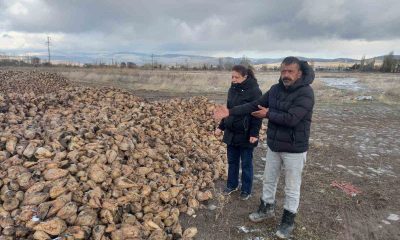 Sandıklı’da şeker pancarı hasadı devam ediyor