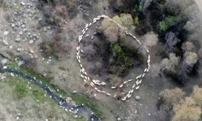 Çin’den sonra Türkiye’de de görüldü
