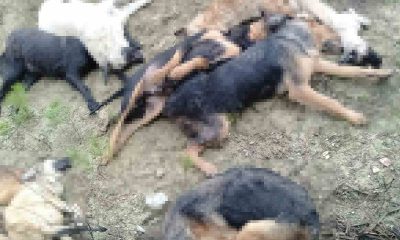 Köpek katliamında gözaltına alınan 5 kişiden 4’ü mahkemeye sevk edildi