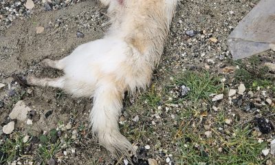 Hırsızlar hem evi soydu hem de ev sahibinin köpeklerini öldürdü