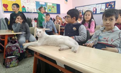 Okullu kedi Çakıl 6 yıldır öğrencilerle birlikte derslere giriyor