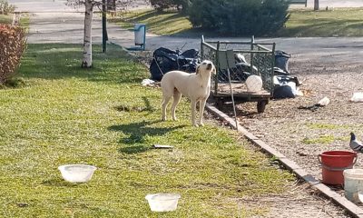 Vatandaşlar başıboş sokak köpekleri yüzünden parka girmeye korkuyor
