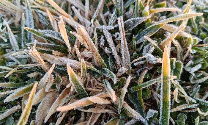 Eskişehir’de sabah saatlerinde bitkiler beyaza büründü
