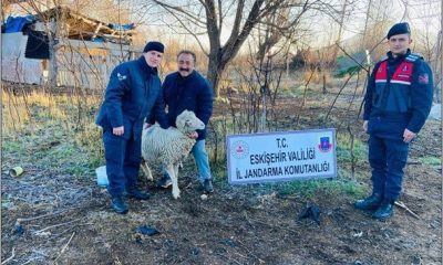Sivrihisar’da çalınan koyunlar jandarma tarafından Ankara’da bulundu