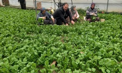 Kemal Ada Sarıcakaya Üreticilerimiz Emeklerinin karşılığını Alacak