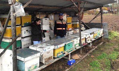 Emet’te arılı kovan desteklemesi tespit çalışması