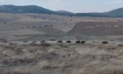 (ÖZEL) Domuz sürüsüyle karşılaşan orman memurlarının yöresel şiveyle tepkisi sosyal medyada mizah konusu oldu