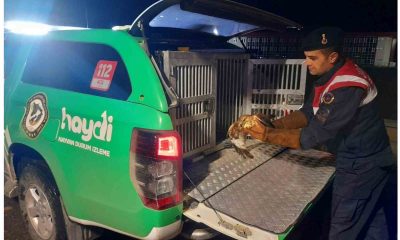 Devriye gezen jandarma ekipleri yaralı Kızıl Şahin buldu