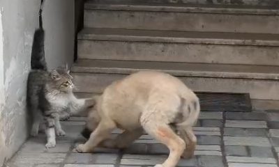 Kedi ile köpek patileriyle birbirini sevdi