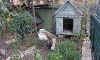 Yaralanan pelikana ilk müdahale yapıldı