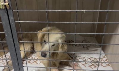14 yaşındaki köpeğin tümör ameliyatı başarılı bir şekilde yapıldı