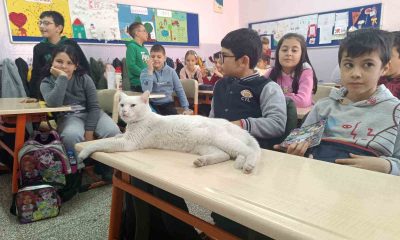 Okullu kedi Çakıl 6 yıldır öğrencilerle birlikte derslere giriyor