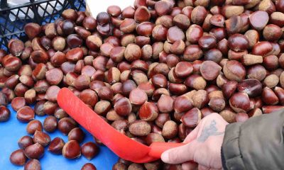 Kış aylarının vazgeçilmezi kestane pazarda yerini aldı