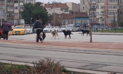 Eskişehir’de başıboş köpekler çevreye endişe veriyor