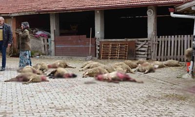 Kütahya’da ahıra giren sokak köpekleri 22 koyunu telef etti