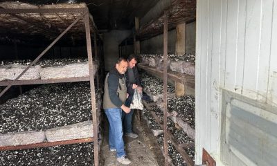 Mantar üretim alanlarından numune alındı