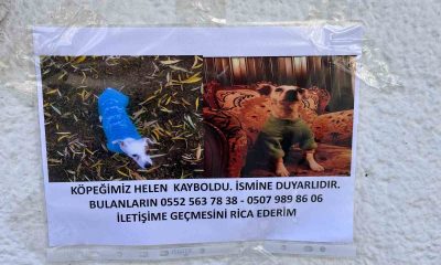 Eskişehir’de kayıp hayvan ilanları artıyor