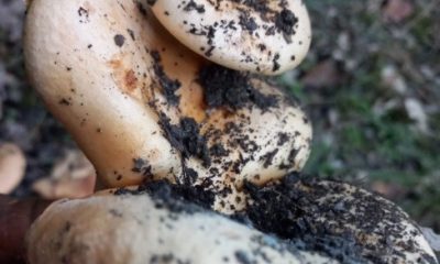 Tavşanlı’da aynı kökten büyüyen 3’lü melki şaşırttı