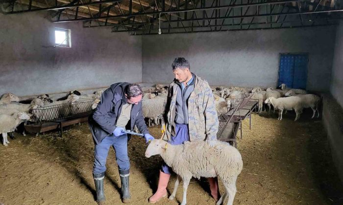 Bayat’ta anaç koyun tespit ve aşılaması çalışması