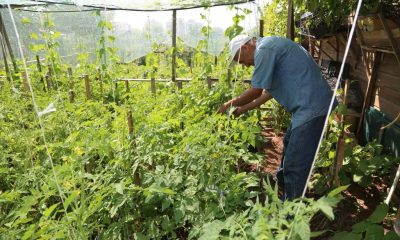 Hobi bahçesi başvuruları 17 Ocak’ta başlıyor