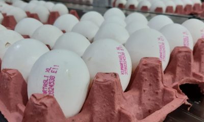 Üreticiler yumurta fiyatlarının yükselmesinden aracıları sorumlu tuttu