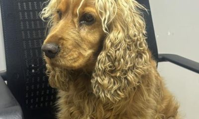 Çalınan köpek için harekete geçen polis iki şüpheliyi yakaladı