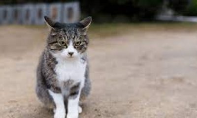 Süpürge sopasıyla kediyi döverek öldüren şahsa ev hapsi cezası