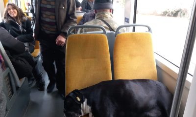 Köpek koltukta uyudu, yolcu ayakta seyahat yaptı