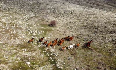(ÖZEL) Güneşi gören yılkı atları indikleri yaylalarda havadan görüntülendi
