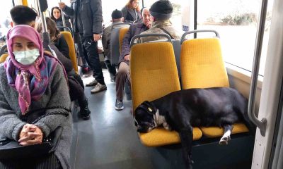 Köpek koltukta uyudu, yolcu ayakta seyahat yaptı
