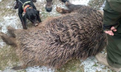 Bu dönemde yaban domuzu ile mücadele yasak
