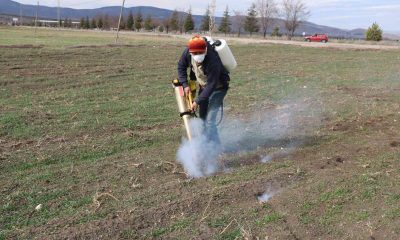 Bu ilçedeki çiftçilerin başı farelerle dertte