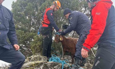 Mahsur kalan küçükbaş hayvanlar AFAD kurtardı