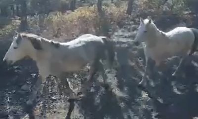 Yılkı atları doğaseverler tarafından görüntülendi