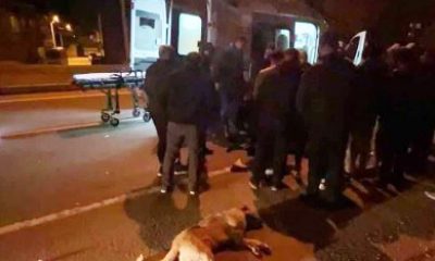 Köpeğe çarpan motosiklet sürücüsü yaralandı