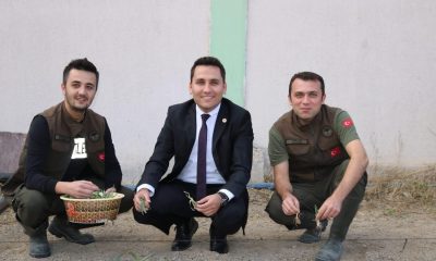 İhsaniye’de salep yetiştiriliyor