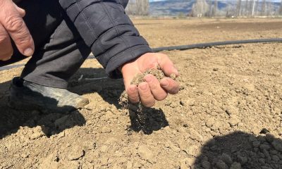 Son dönemlerin en kurak kış ayında çiftçiler tarlalarını 2 ay önce sulamaya başladı