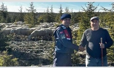 Çiftçinin kaybolan koyun sürüsünü jandarma ormanda buldu