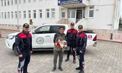 Yaralı kızıl şahini jandarma ekipleri buldu